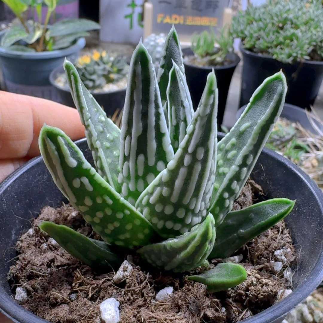 909天使之泪脱土发货