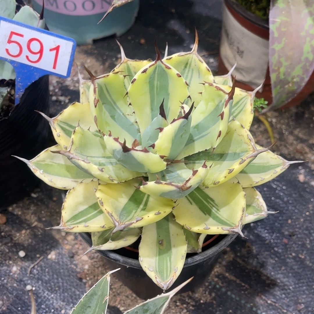 吉祥冠宽覆轮锦龙舌兰