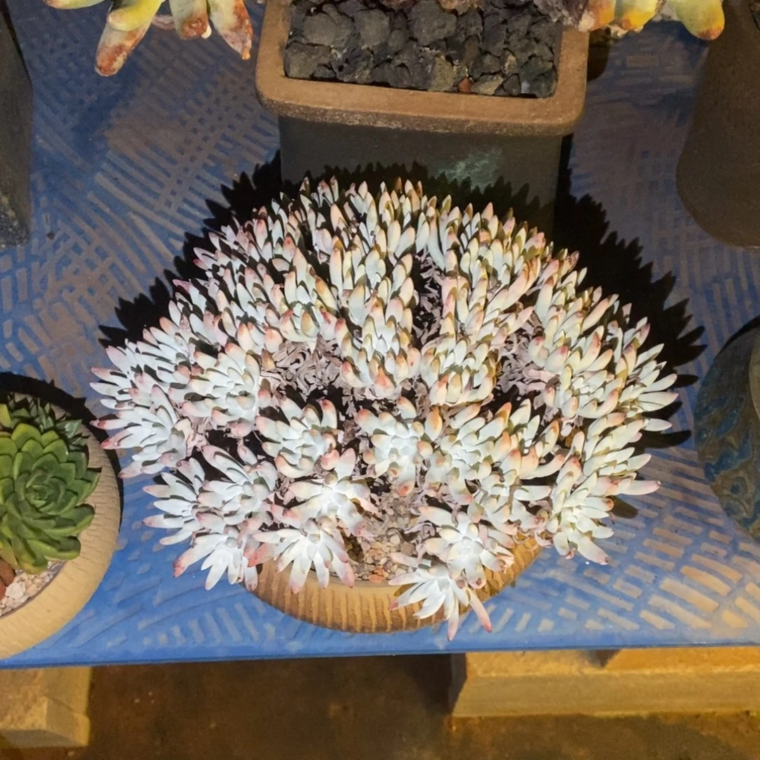 白鹭多肉植物啦啦啦
