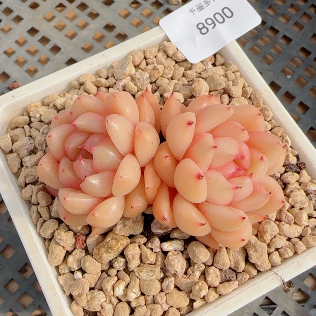 知秋珍妮，8900多肉植物