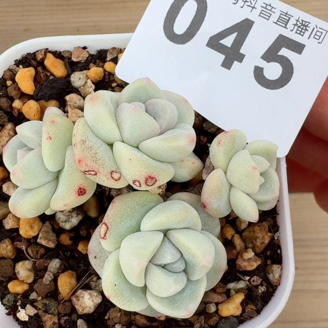 糖心冰玉         精品多肉