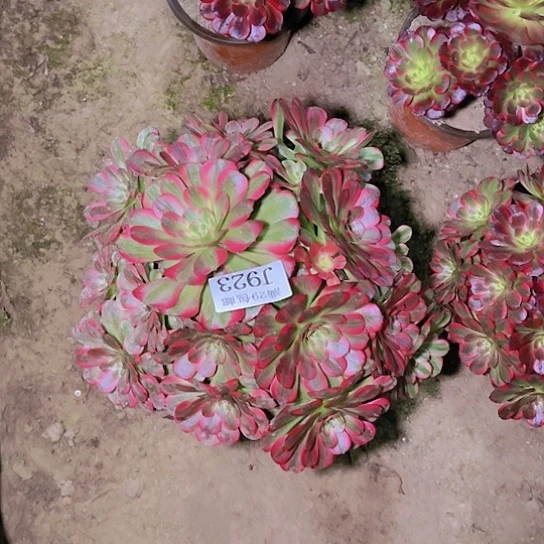 923安娜多肉植物