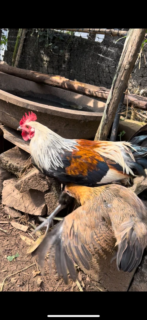 贵州农家正宗土鸡/蛋2