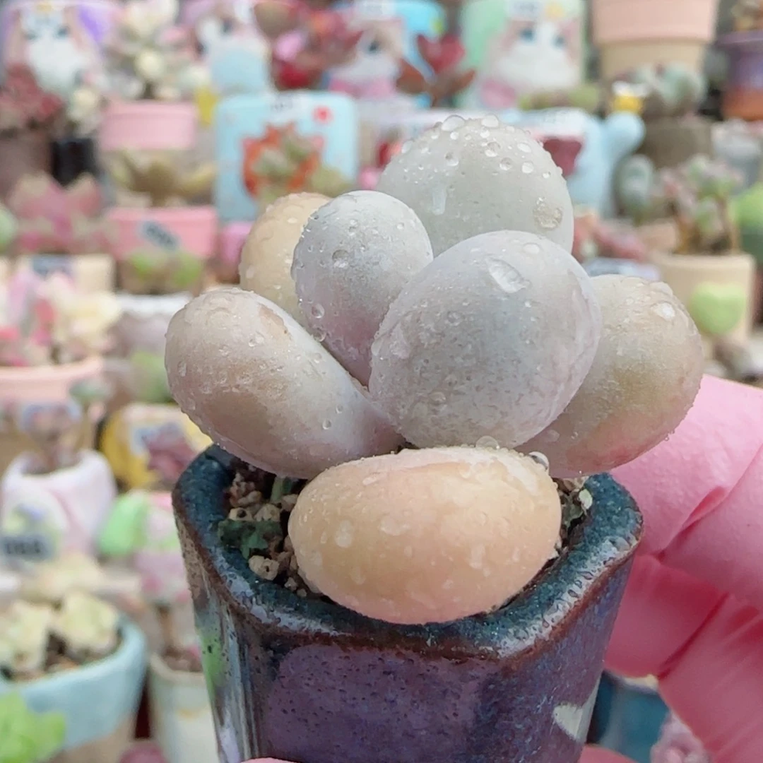 小蛋黄奶 盆口2.5cm