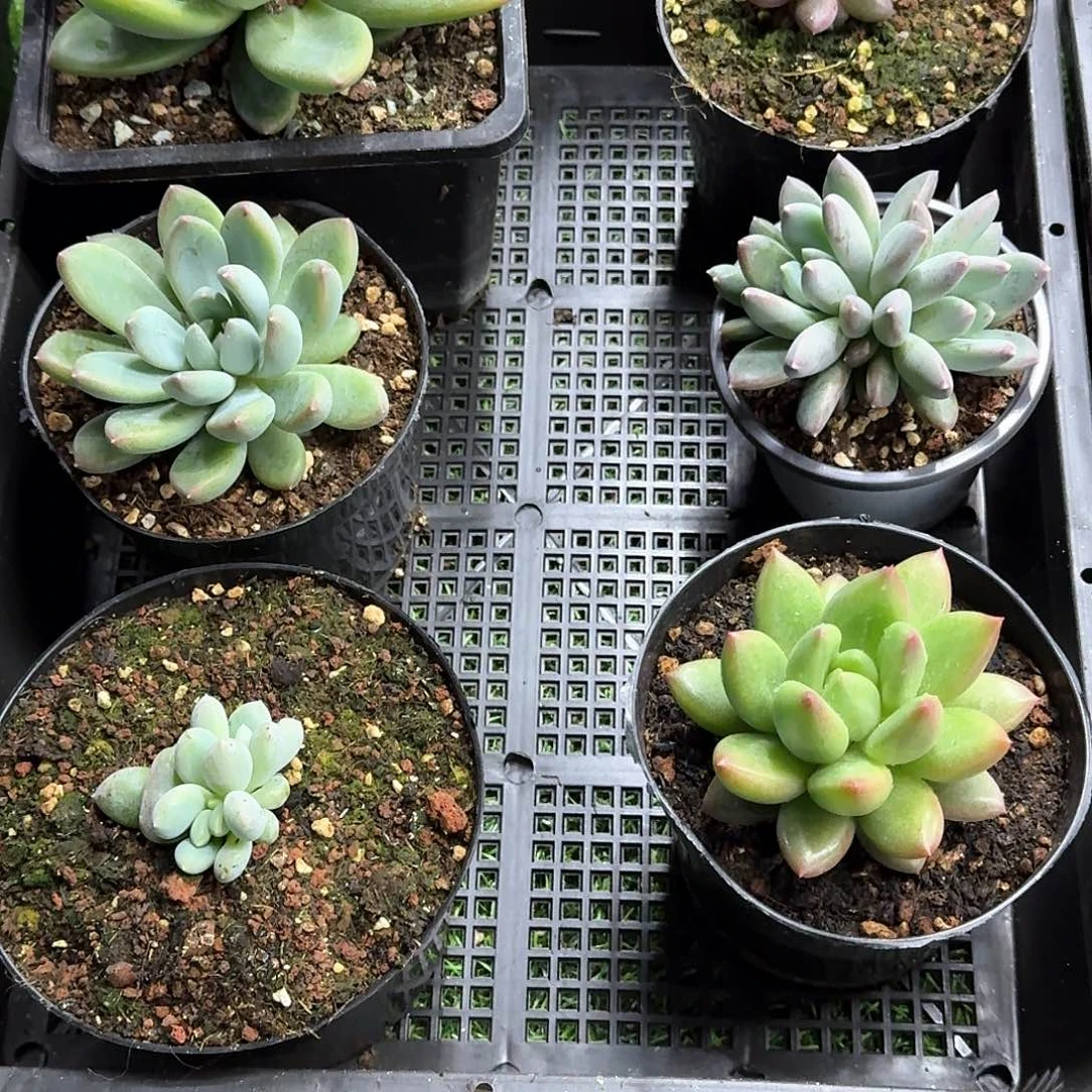 陈*几美人系6颗陈茶几发货