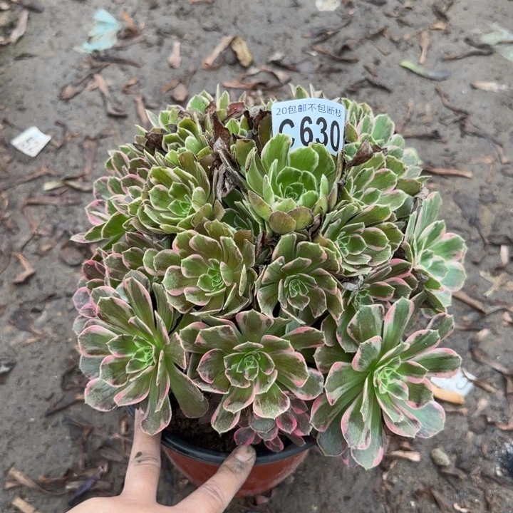 安娜……多肉植物……