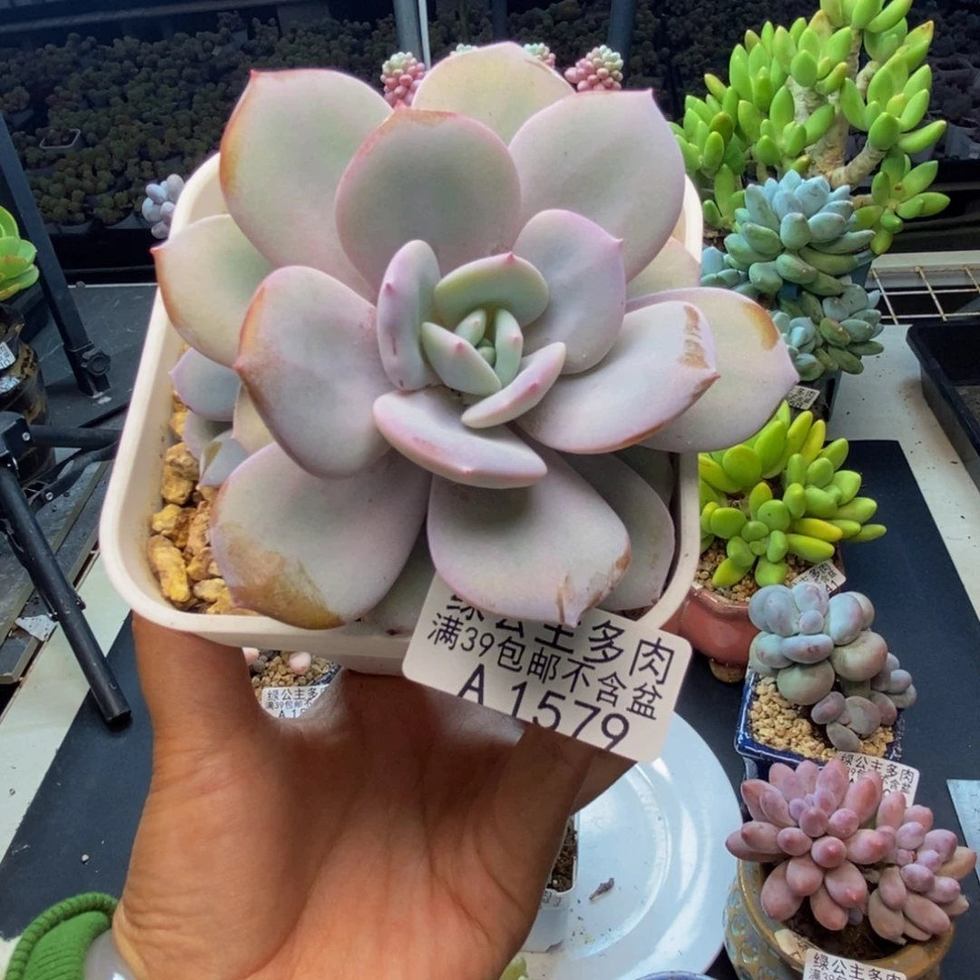 579丸叶奶茶多肉8c m