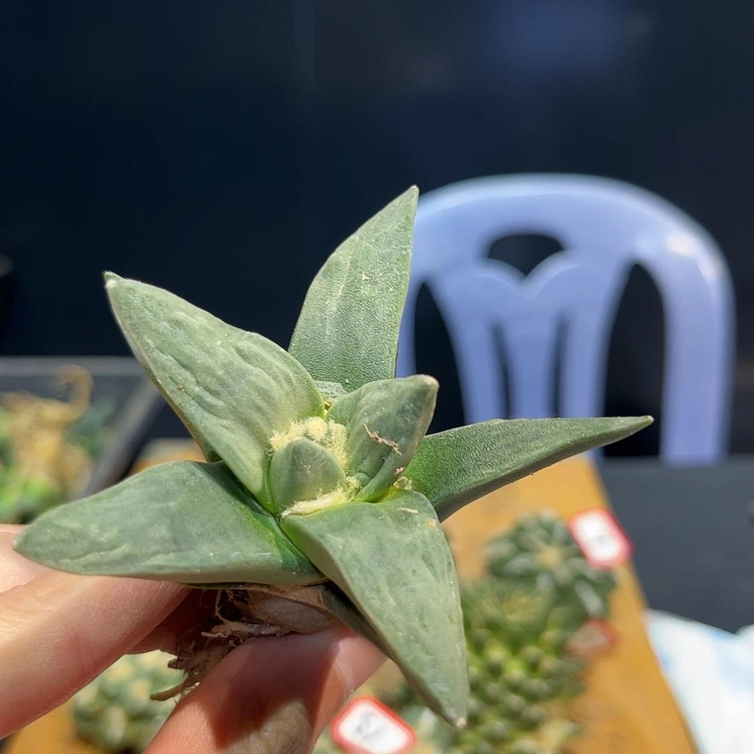 19 号实生福利牡丹