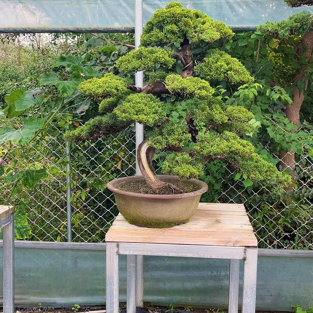 无花朵真柏盆景真柏盆景