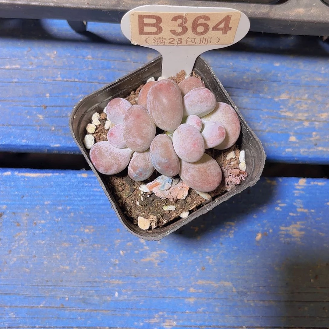 B364彩虹奶一物一拍