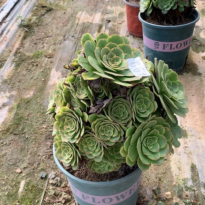 多肉植物金秋661号