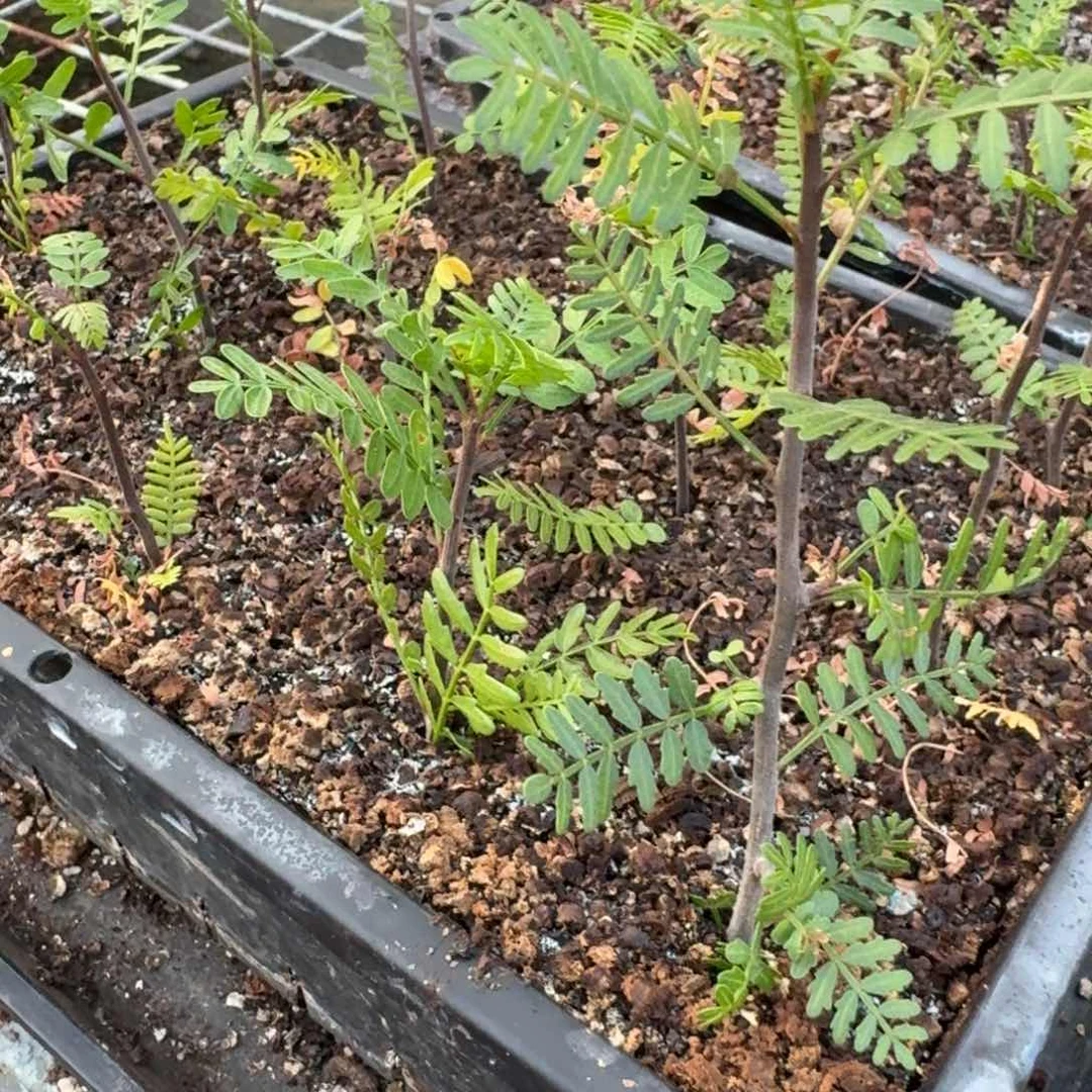 扦插羽叶裂榄量拍多肉植物
