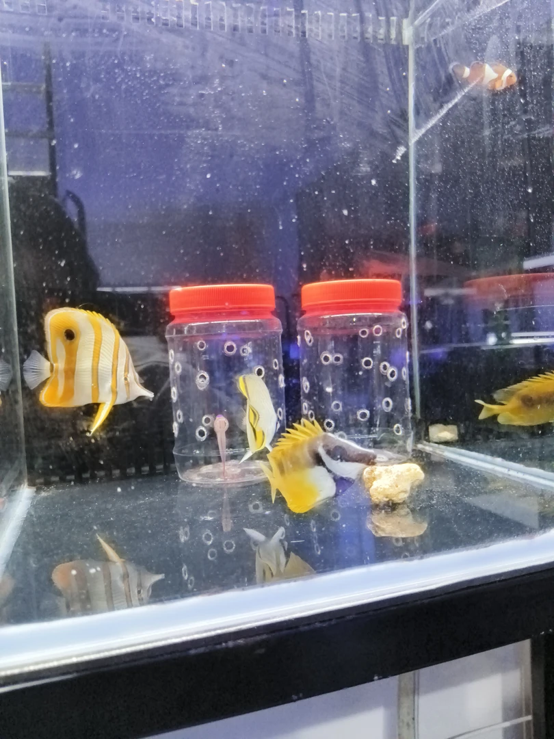 777 海水鱼黄狐狸8-10