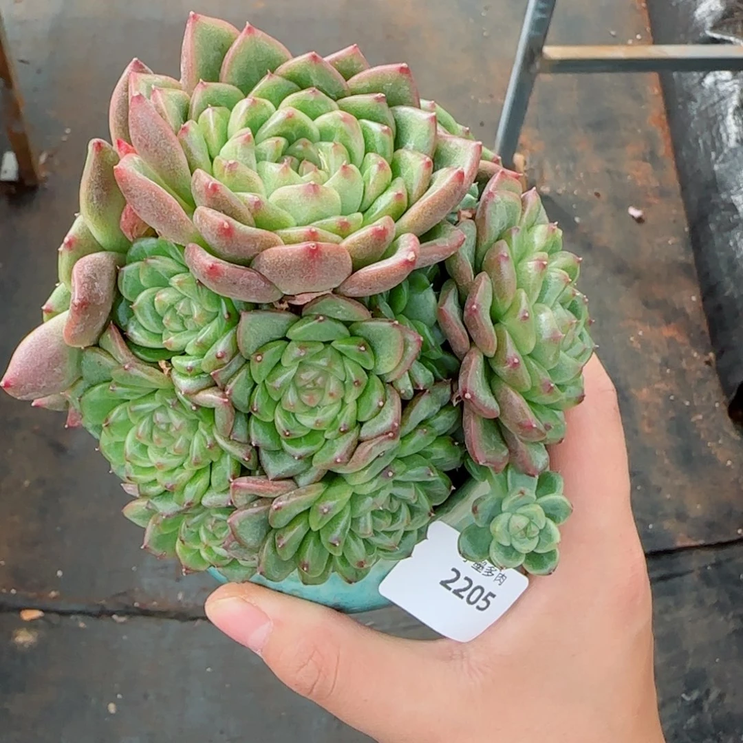 珍妮群，2205多肉植物