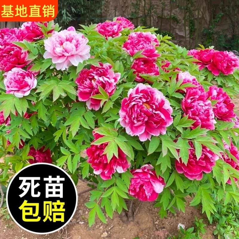 牡丹花盆栽带花苞正宗洛阳带花苞牡丹花种大苗重瓣花卉牡丹花树苗
