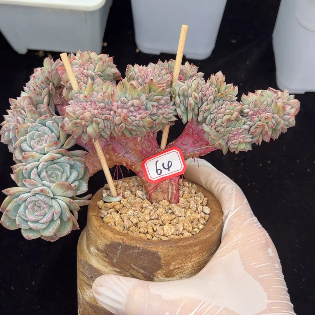 新年快乐 新年快乐 新年快乐