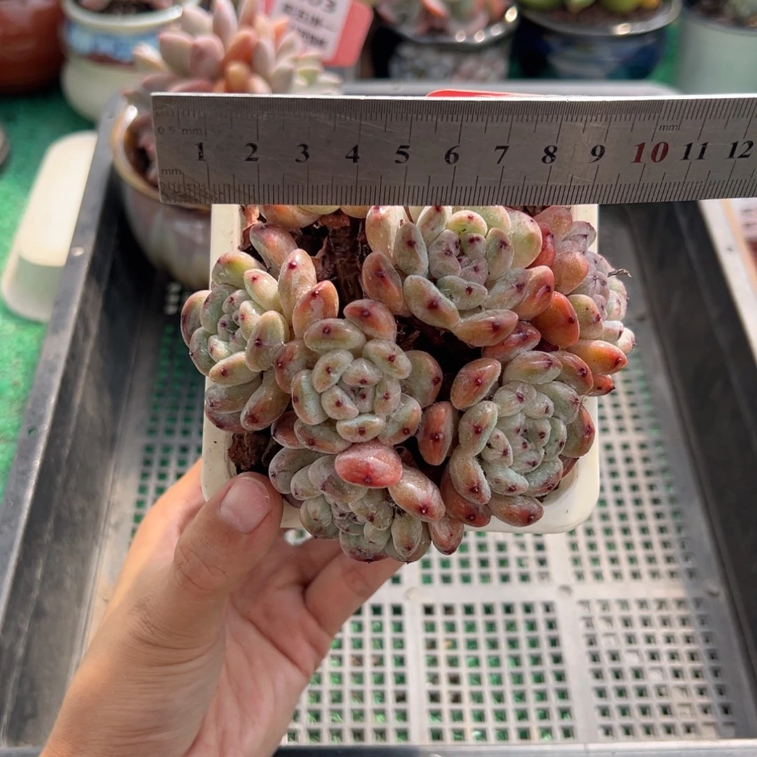 表妹精品多肉植物382.