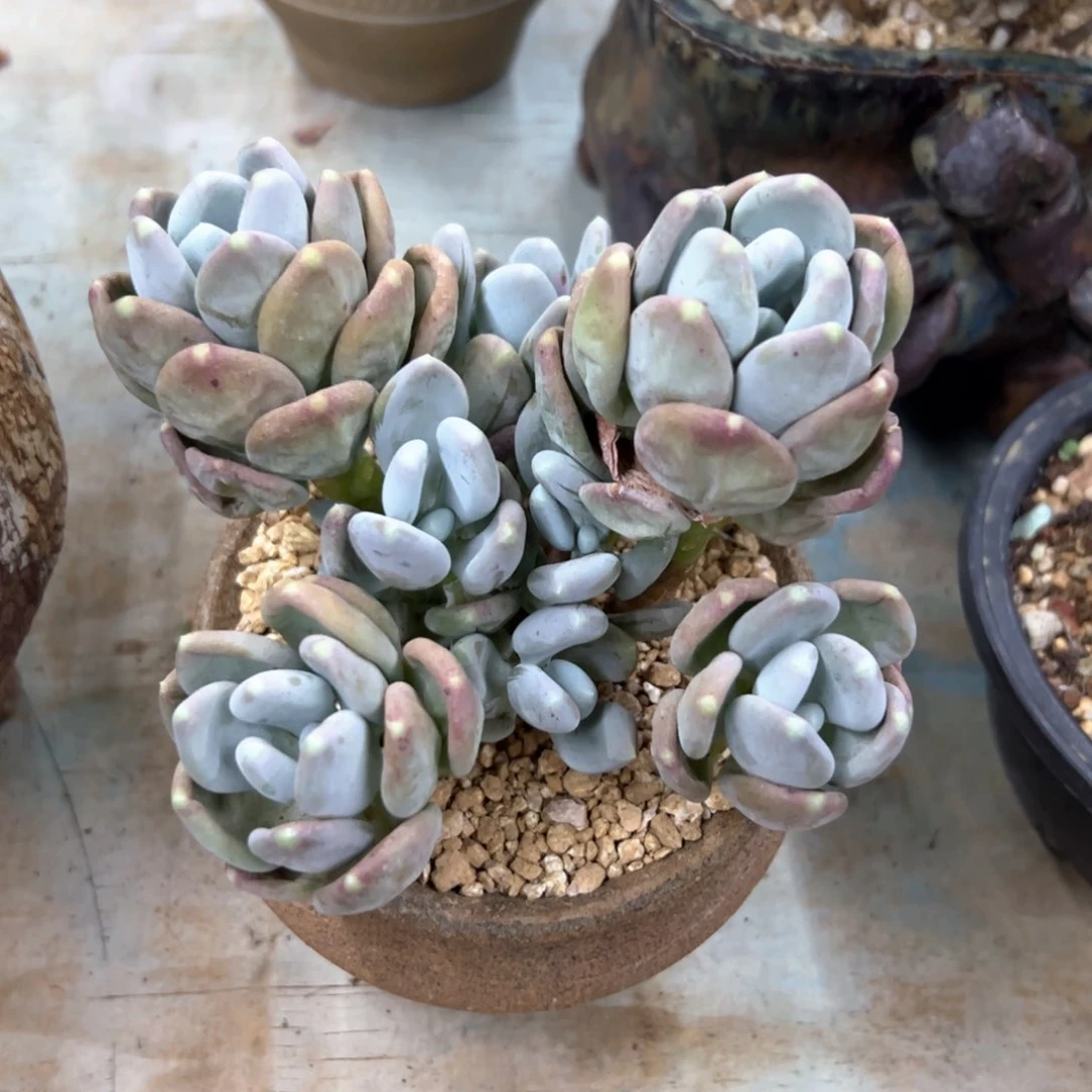 咖啡美人18 零零多肉植物