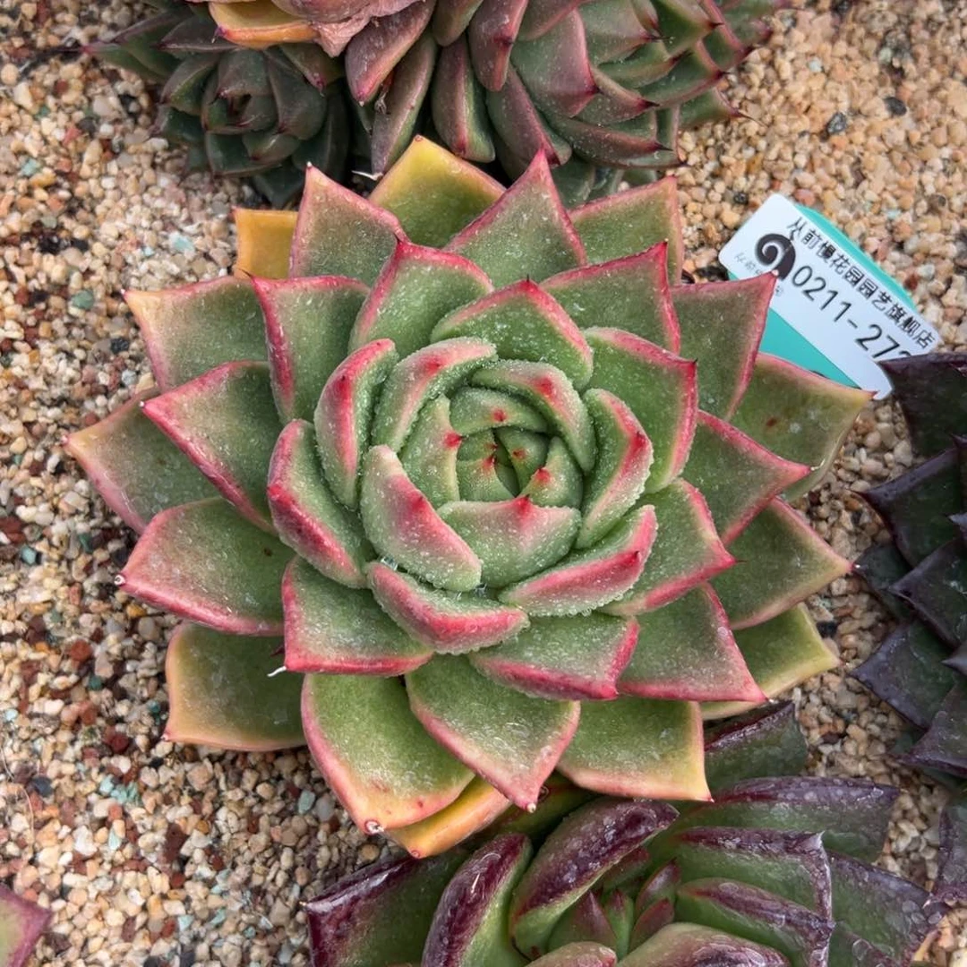 多肉一物一拍0211-27