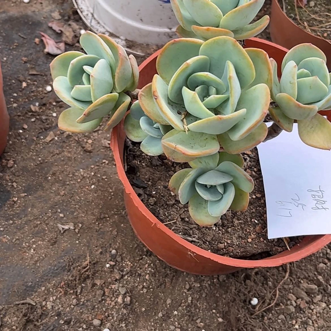 【闪购商品】无花朵招****?