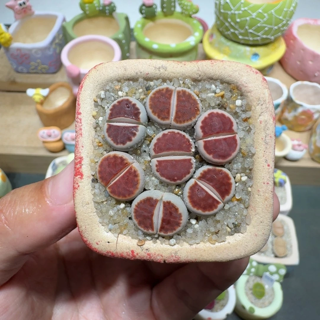 蘑菇238红窗红窗