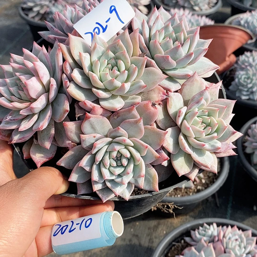 朝****发多肉植物粉蓝鸟有砍202-9