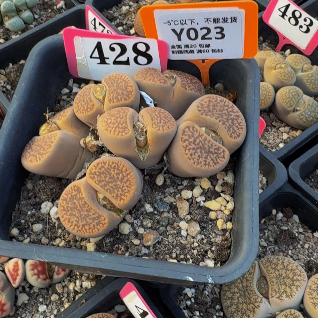 023 生石花大群生大群生
