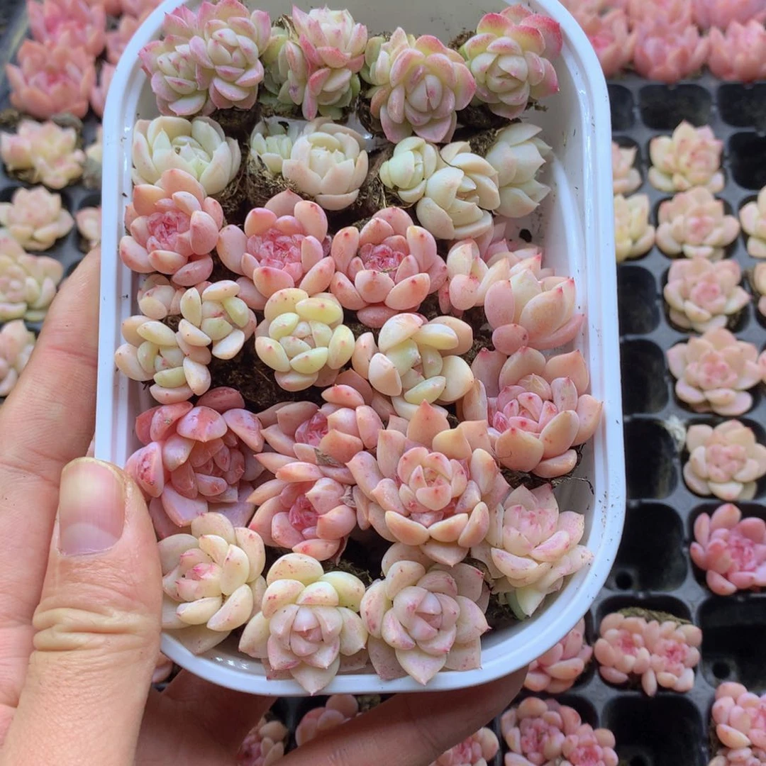 反反复复还是很开心002