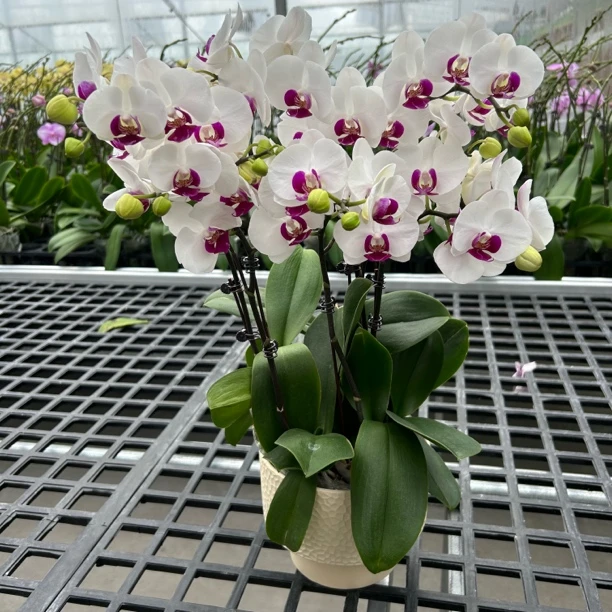 【雪玉】鲜活绿植  白色 蝴蝶兰