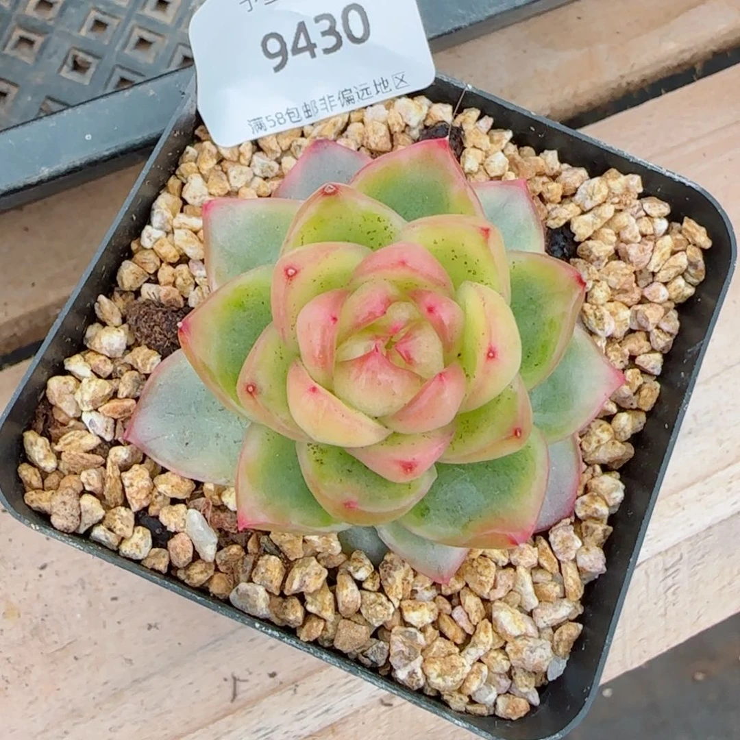 水晶珍妮锦，9430多肉