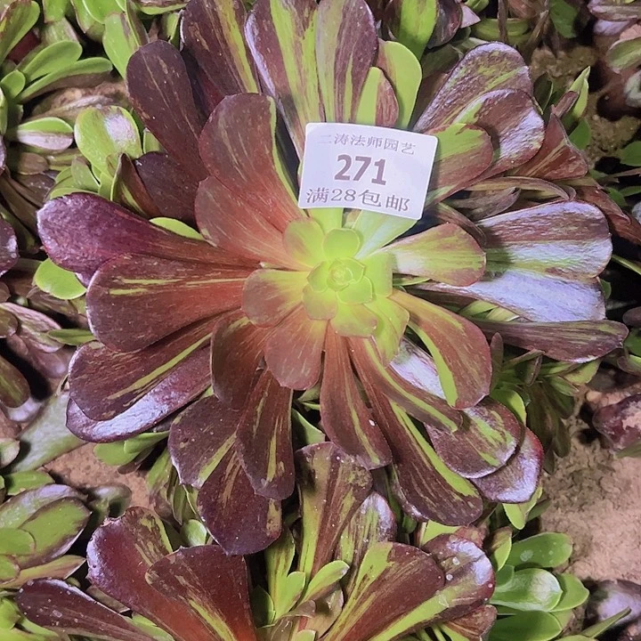 271欧若拉多肉植物