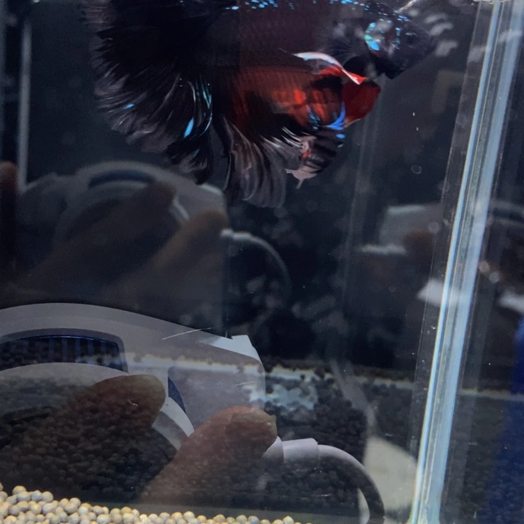 斗鱼用****4巨斗360巨斗