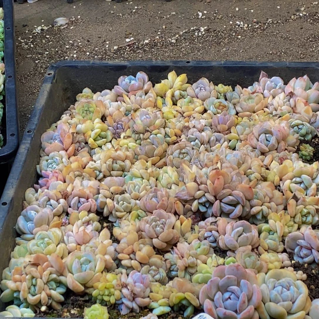 731多肉植物保护研究所所长
