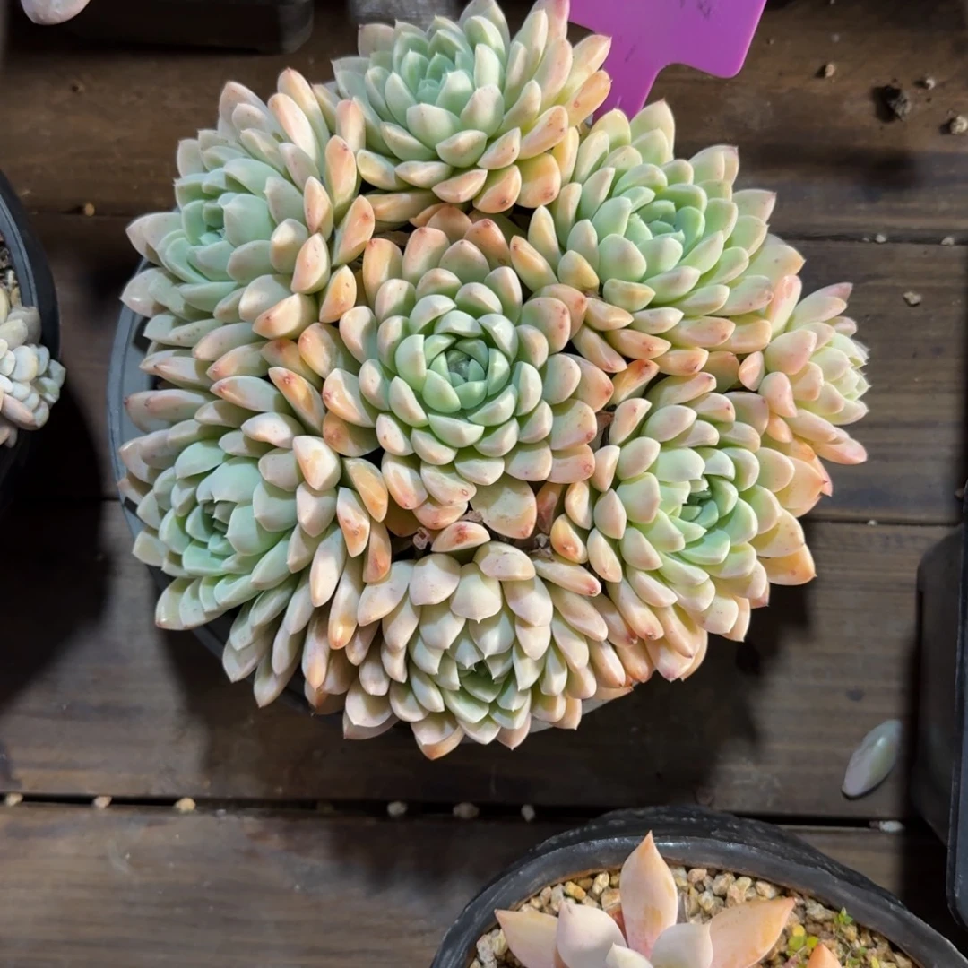 奶油美人111111111111111111