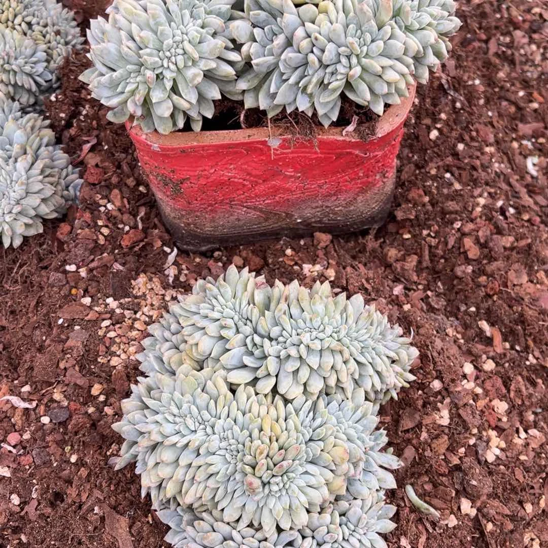 小***鱼1111111111111144411