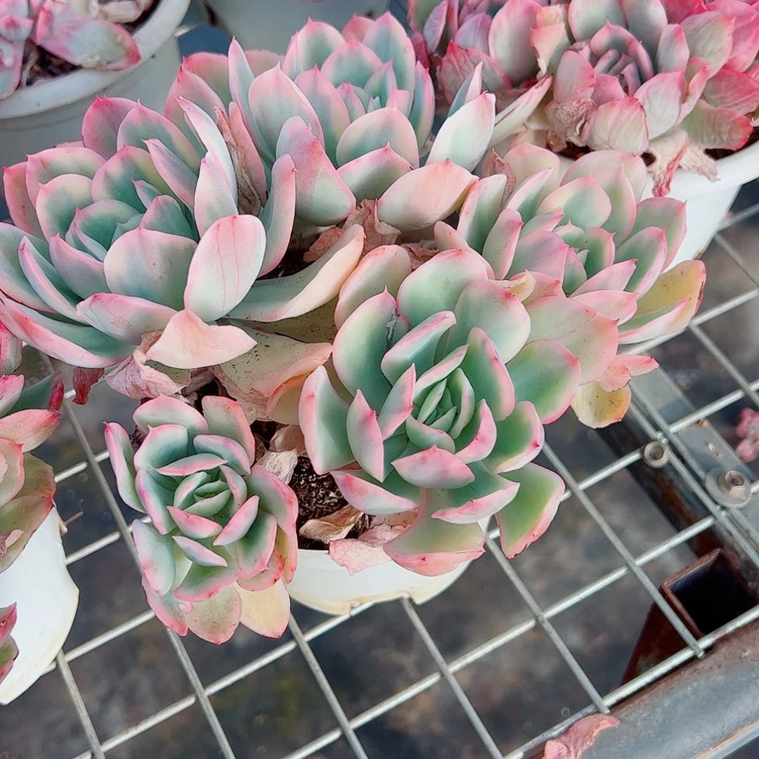 绮罗仙子锦多头造型