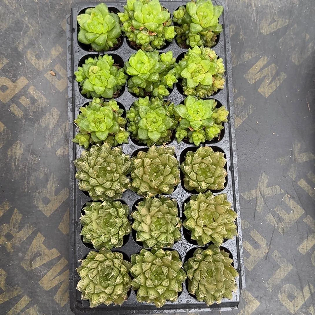 水晶玉露、琉璃玉露，各9颗