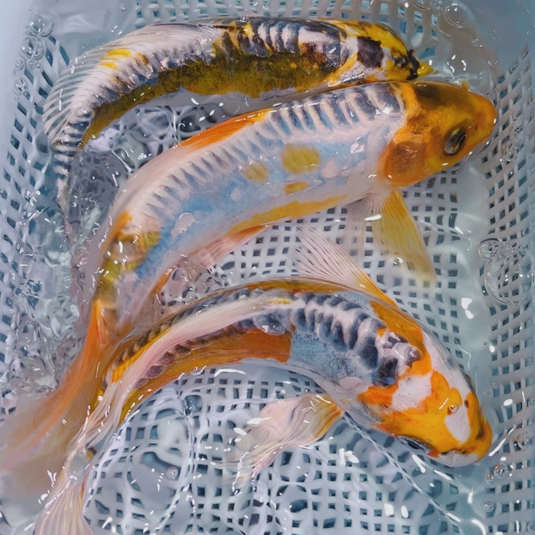 锦鲤锦鲤冷水鱼观赏606