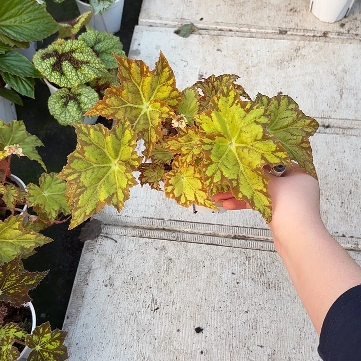 完全开放风之谷秋海棠