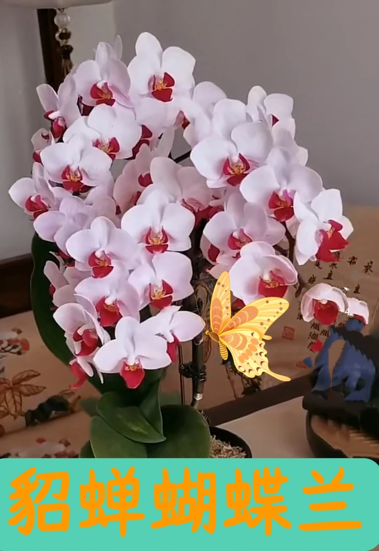 貂蝉第一名蝴蝶兰观花植物苗【3.0寸杯】(包邮快递】