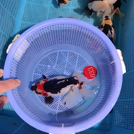 金鱼033巨人百褶泰狮精品一条特价顺丰包邮