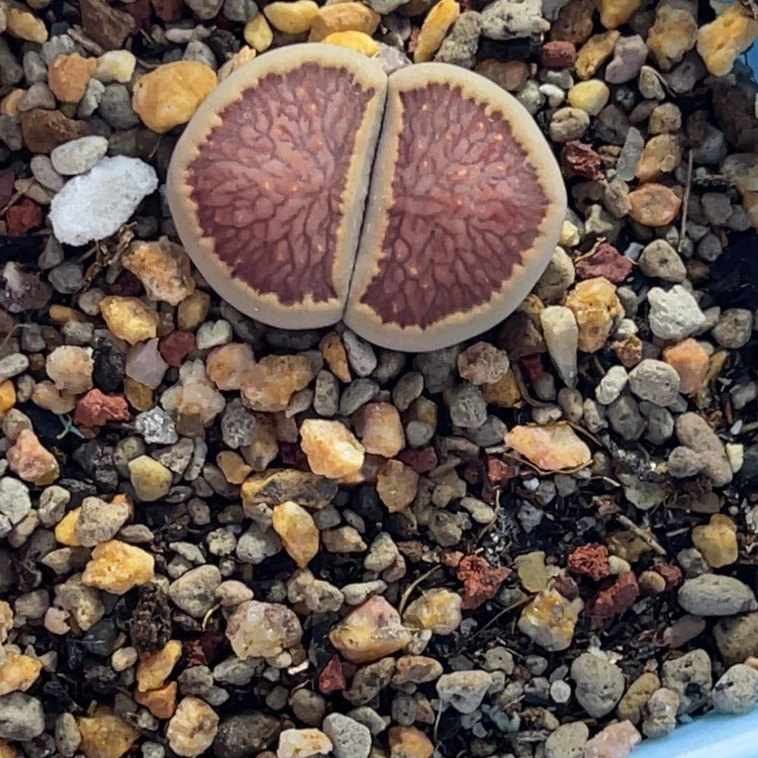 7250菊墨菊1丝绒尺寸2.0