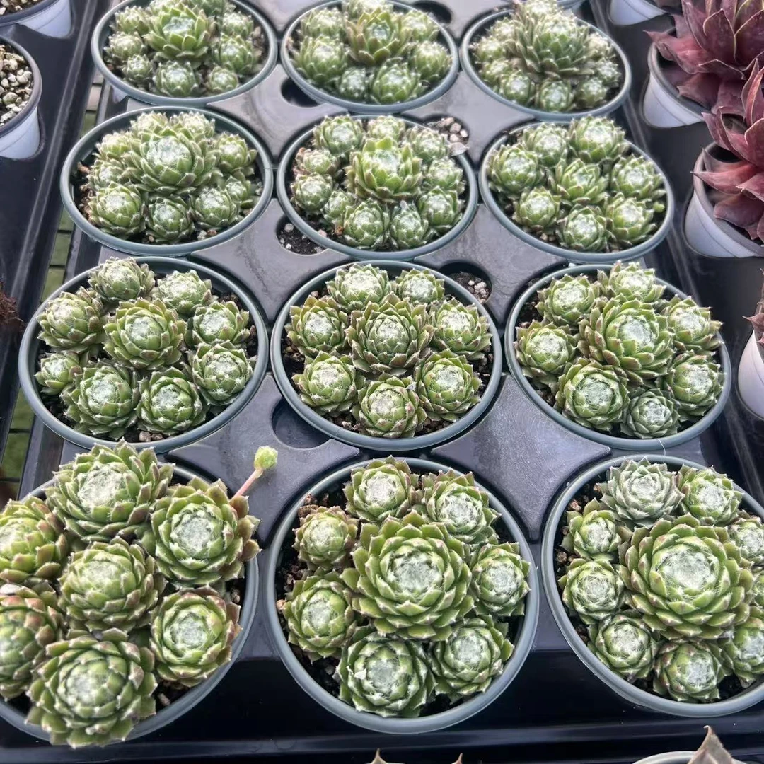 9厘米盆 丝线 多头 小型品种蛛丝系列 带盆栽好发货