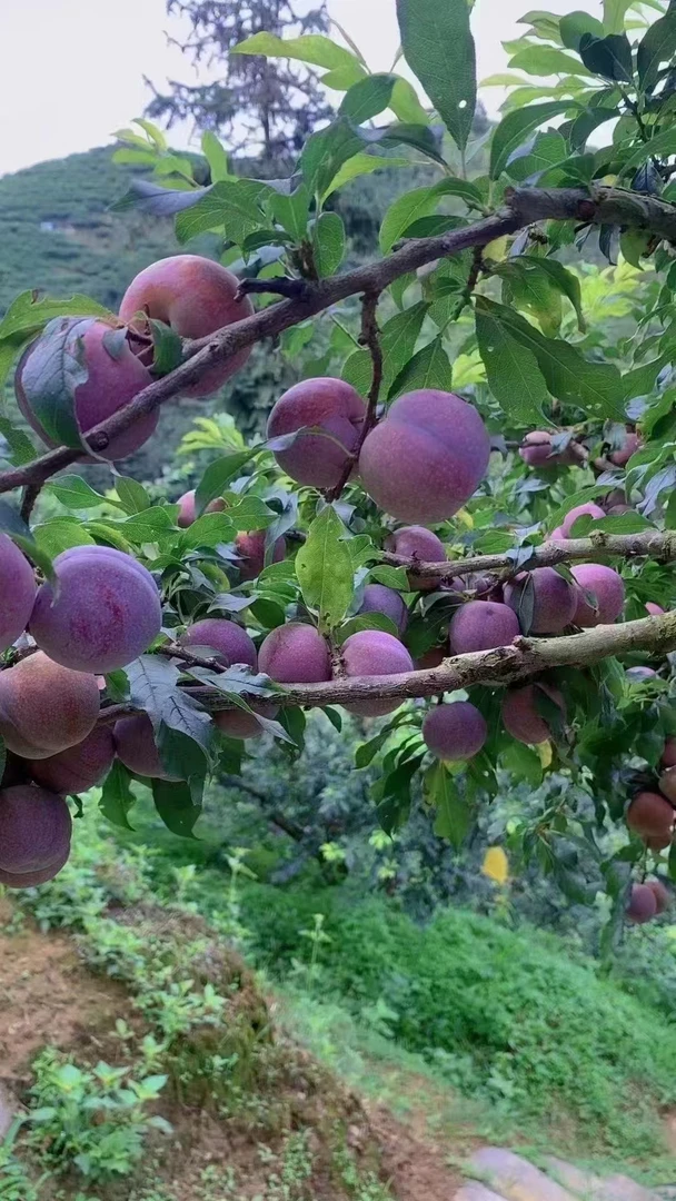 广东新鲜现摘蜂糖李红心三华李当季酸脆甜爽口时令水果3斤5斤大果