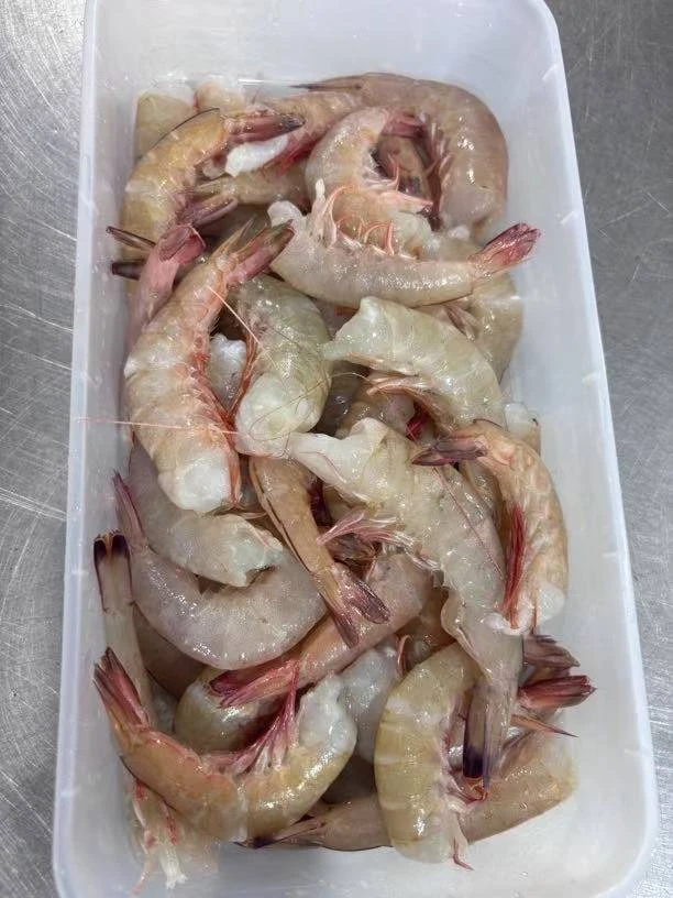 海捕野生去头麻虾。沙卢虾。液氮速冻锁鲜