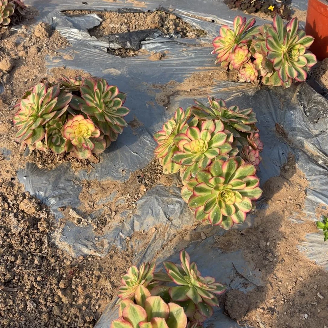 四颗不同品种（必须有倾城）20小禹选