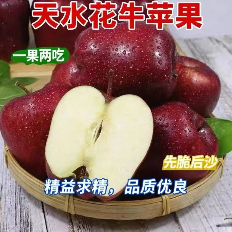 【明日达】甘肃天水花牛苹果粉脆两吃当季新鲜水果现摘现发甘肃省