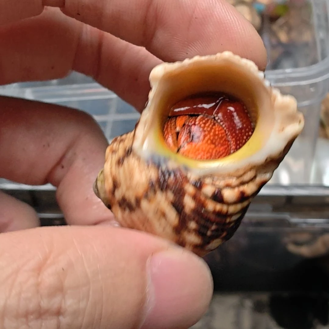 斐济草莓不退不换