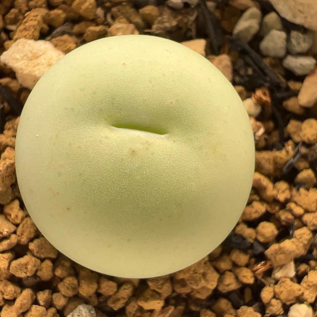 多肉植物百科258