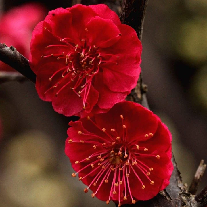 梅花直播间一物一拍